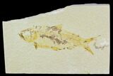 Bargain, Fossil Fish (Knightia) - Wyoming #120626-1